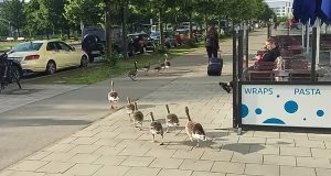 Fietser rijdt gans aan en kijkt niet op of om…