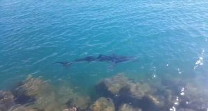 Vissers spotten grote haaien aan de kust in Spanje